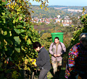 Impressionen aus dem Weingut Wagner - Weinlese in Heidingsfeld